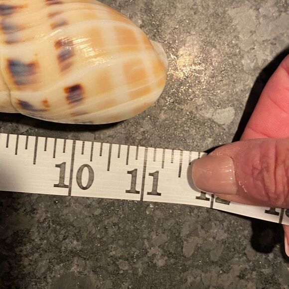 Shell Handle Serving Set Marlin Spike Auger Seashell - Picture 9 of 10